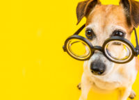 Terrier mit Brille
