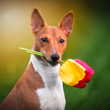 dog with flower in mouth
