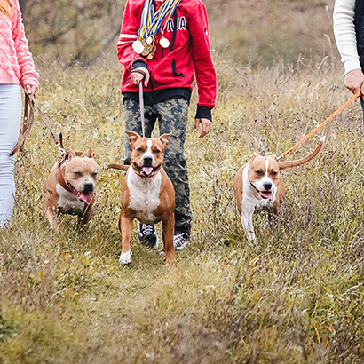 Hundebegegnungen im Außen.Bewegung.Begegnung.Balance.K9Competence