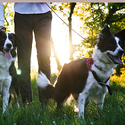 Hundebegegnungen im Außen.Bewegung.Begegnung.Balance.K9Competence