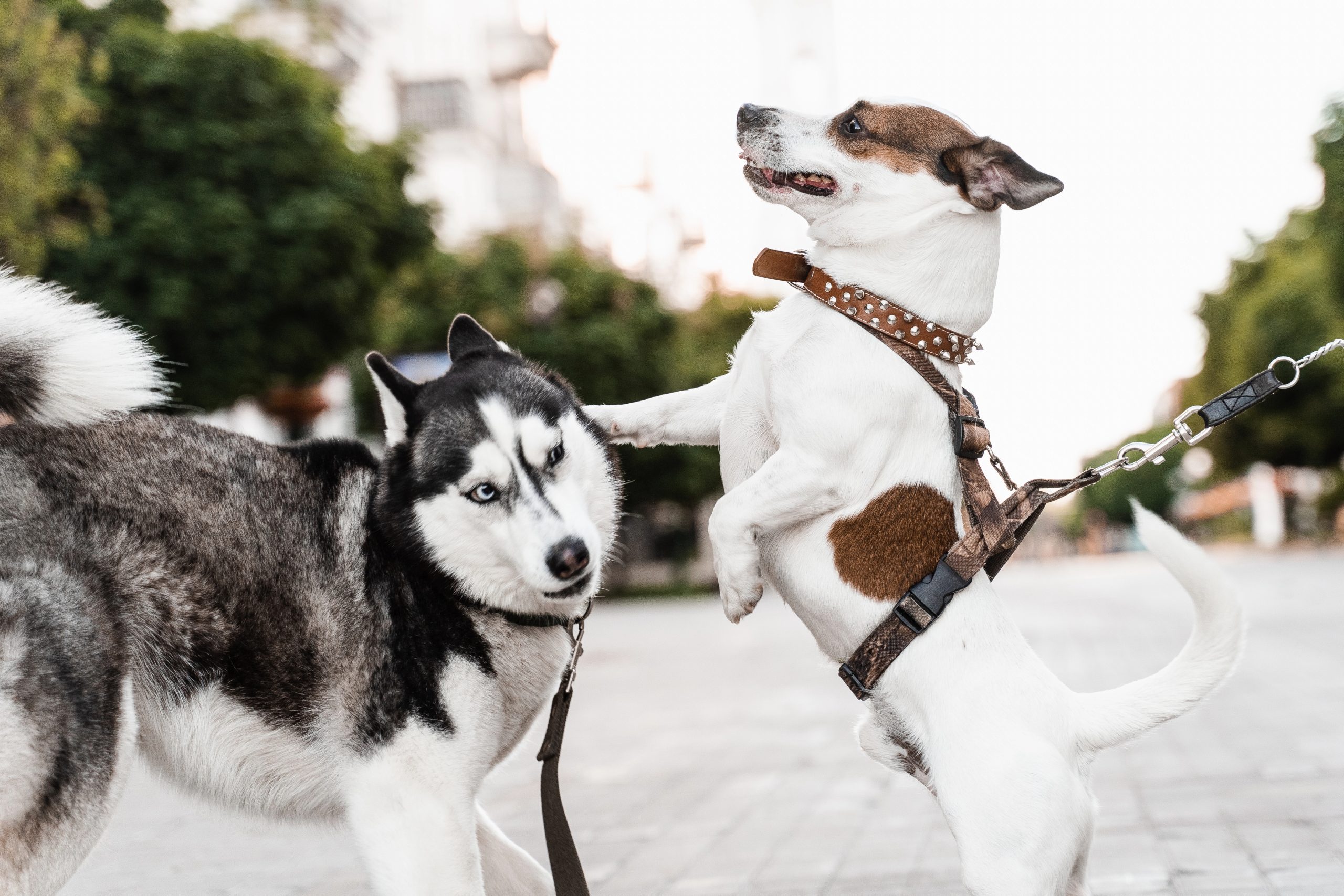 Hundebegegnungen sourverän managen K9Competence